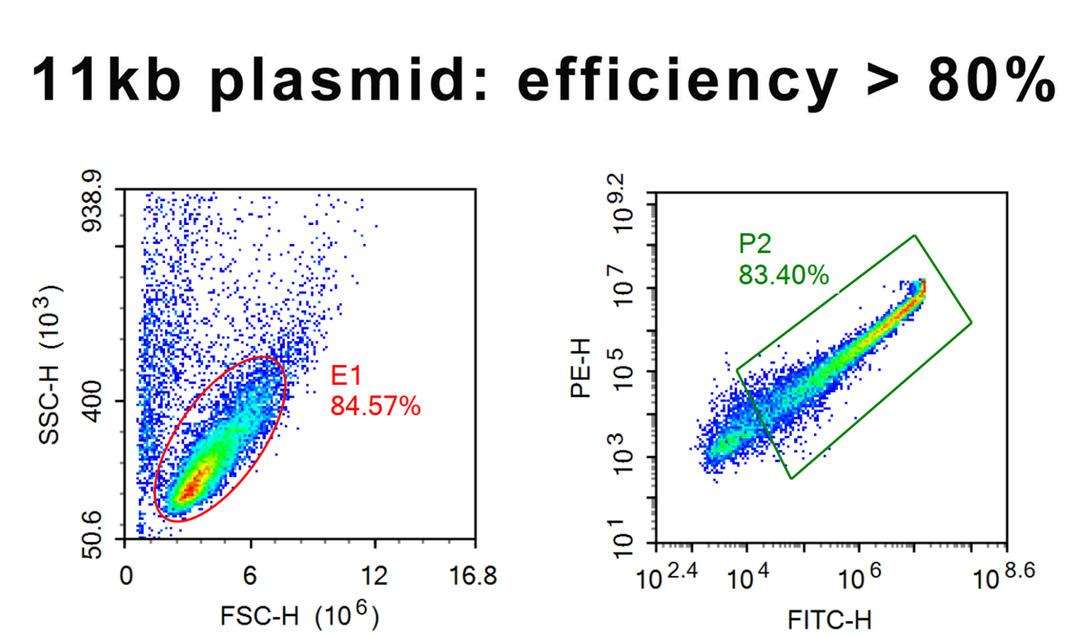 Antibody production插图2