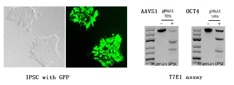 Genome Editing插图1