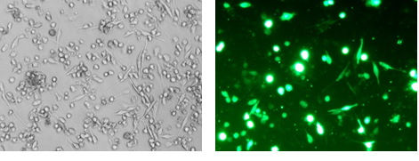 Human primary Dendritic cells插图