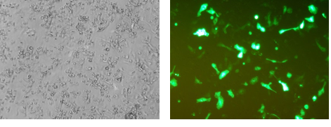 Mouse peritoneal  Macrophage插图