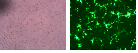 Primary mouse cortical neurons插图