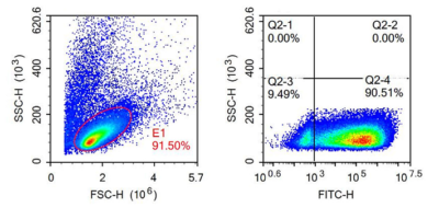 T cell, cultured or stimulated插图1