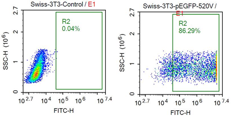 Swiss-3T3插图