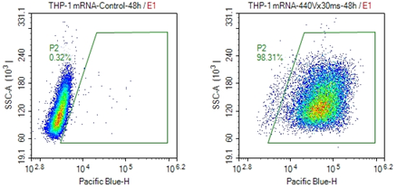 THP-1插图1