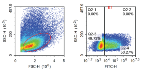 Flow cytometry scatter plots showing sustained transgene expression after Celetrix electroporation, with the GFP-positive rate remaining at 50.27 percent after 8 days of continued culture in human NK cells.