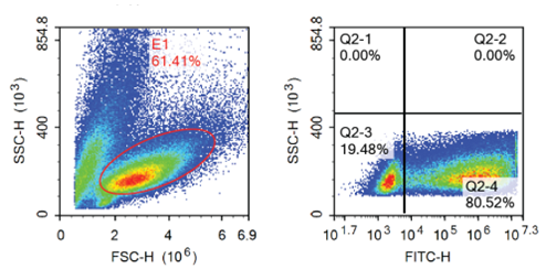 Flow cytometry analysis using the Celetrix electroporation system, demonstrating a high transfection efficiency with an 80.52 percent GFP-positive rate at 48 hours post-electroporation in cultured NK cells.