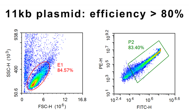 Flow cytometry plot of CHO cells showing over 80 percent transfection efficiency with an 11kb large plasmid after Celetrix electroporation.