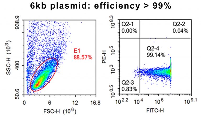 Flow cytometry plot of CHO cells showing over 99 percent transfection efficiency with a 6kb plasmid after Celetrix electroporation.