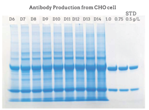 SDS-PAGE gel image demonstrating continuous and high yield antibody production from CHO cells from day 6 to day 14 after Celetrix electroporation.