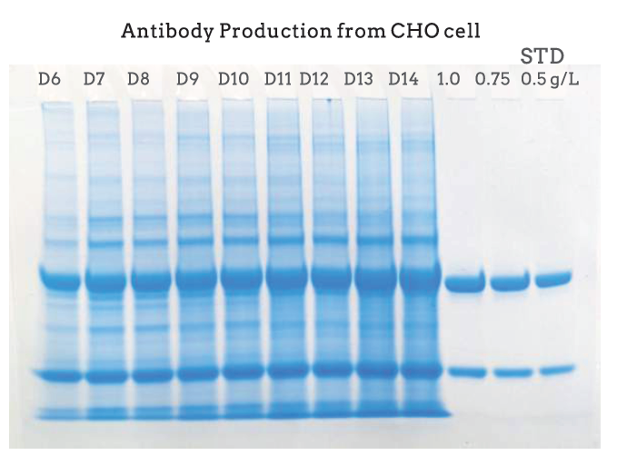 SDS-PAGE gel image demonstrating continuous and high yield antibody production from CHO cells from day 6 to day 14 after Celetrix electroporation.