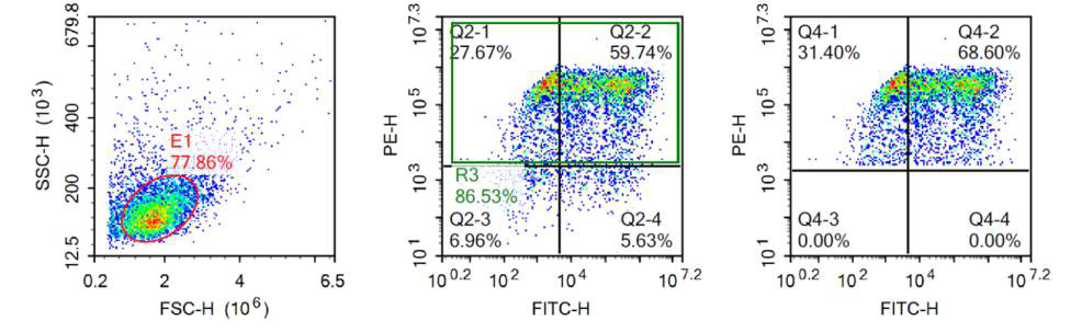 Flow cytometry analysis of expanded NK cells at day 14. The data demonstrates high transfection efficiency and stable expression of PiggyBac GFP transposon after Celetrix electroporation.