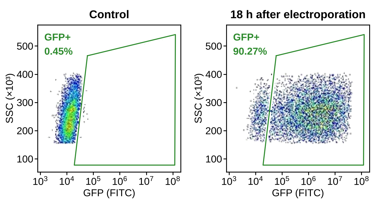 Celetrix electroporation of Jurkat cells: flow cytometry shows 90.27% GFP+ cells 18 h after transfection