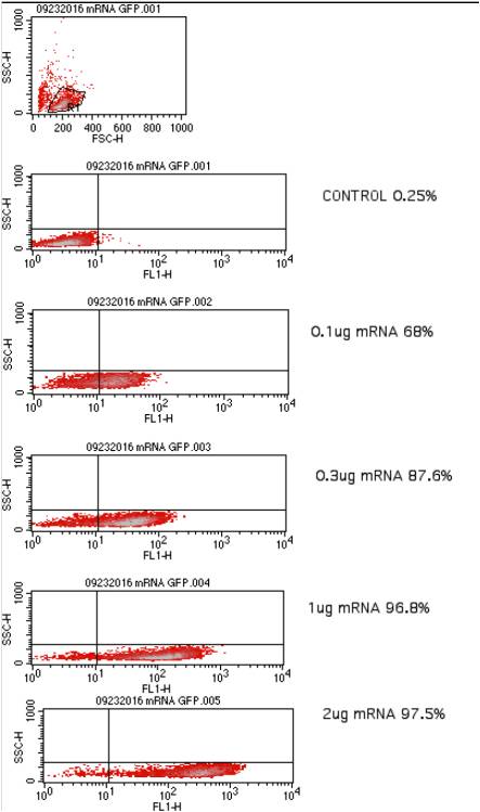 FACS analysis flow cytometry plots demonstrating high transfection efficiency of GFP mRNA electroporation using the Celetrix system. The data shows a dose-dependent increase in GFP-positive cells from 68% at 0.1 ug to 97.5% at 2 ug of mRNA.