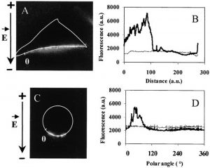 Single cell fluorescence imaging and quantitative analysis comparing fluorescence distribution versus distance (a.u.) and polar angle (degrees) after electroporation as cited by Celetrix.