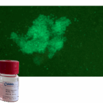 High efficiency plasmid transfection of hard-to-transfect THP-1 and U937 macrophages using the Celetrix electroporation helper kit.