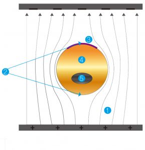 Diagram demonstrating how the cell membrane acts as an insulator, causing the electric current to warp around the cell during electroporation.